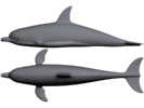 Dolphin 3D model