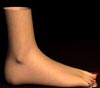 Female Foot 3D model